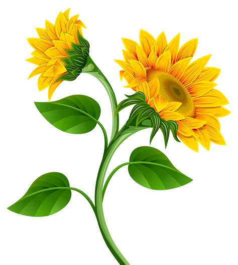 sunflower clipart png clipart