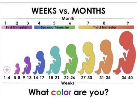 pregnancy chart babycenter