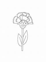 Carnation Flowers sketch template
