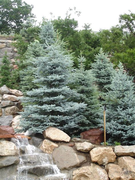 colorado blue spruce picea pungens glauca tree seeds hardy evergreen