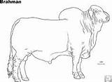 Abrir Judging Livestock sketch template