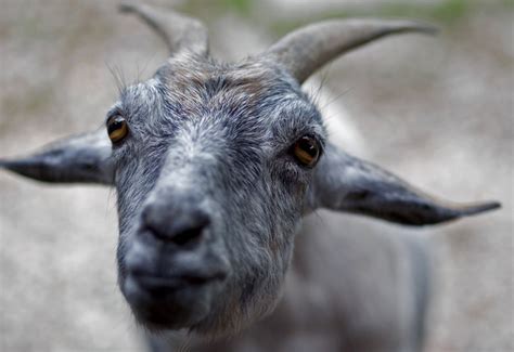 Man Asked Goats For Permission Before Having Sex With Them