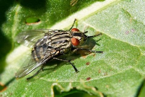 rid  cluster flies  expert tips