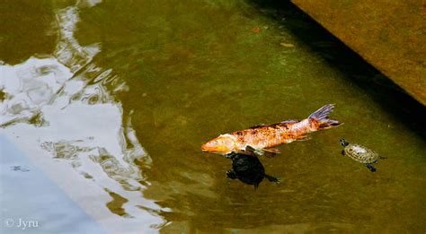 fish eating turtle flickr photo sharing