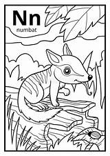 Numbat Buchstabe Malbuch Farbloses Colorless sketch template