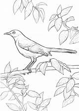 Mockingbird Coloring Pages sketch template