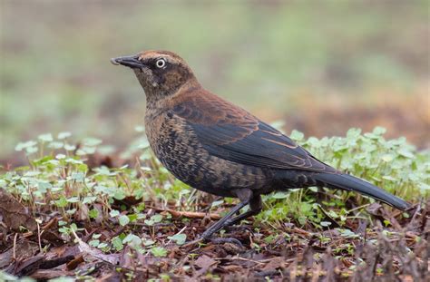 rusty blackbird san diego bird spot