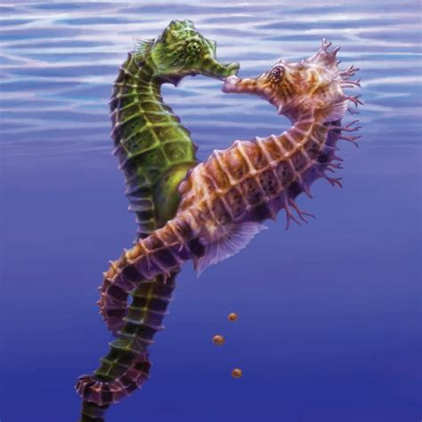 seahorses simplebookletcom