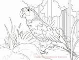 Coloring Conure Red Pages Lored Amazon Color Print 1650 39kb 1275px Big Drawings Parrots sketch template