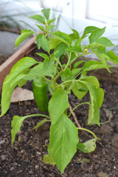 growing tips  thriving pepper plants