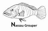 Grouper Designlooter Nassau sketch template