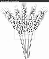 Wheat Drawing Stalk Grain Outline Drawings Sketchite Ausmalen Pyrography Colorare Grano Weizen Zeichnen sketch template