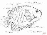 Coloring Angel Fish Getdrawings Angelfish sketch template