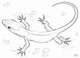 Coloring Lizard Pages Printable Drawing sketch template