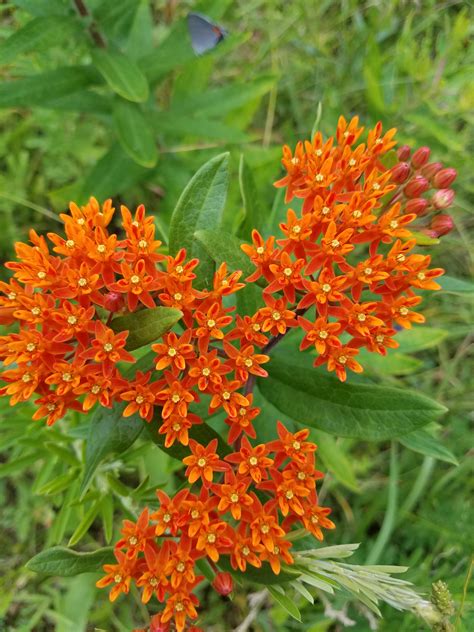 butterfly weed walters honey