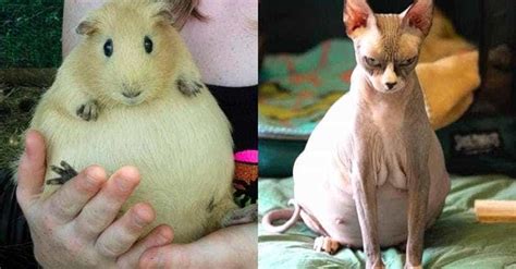 pictures  pregnant animals youve