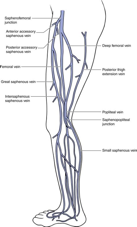 endovenous thermal ablation  saphenous  perforating veins thoracic key