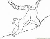 Coloring Lemur Ring Tailed Getcolorings Pages Printable sketch template
