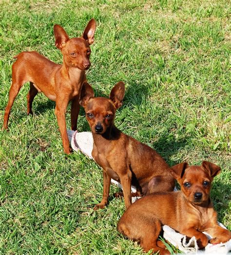 fotos gratis perrito perro animal marron plata vertebrado mini argentina raza canina