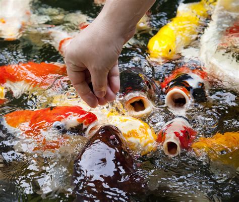 koi fish feeding tips recommendations  healthy koi koi story