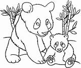 Panda Coloring Pages Bear Cute Baby Printable Getcoloringpages Animal Print sketch template