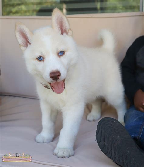 read      siberian husky puppy