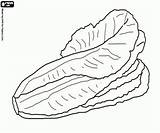 Lettuce Coloring sketch template