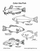 Coloring Trout Pages Fish Brook Rainbow Color Freshwater Bass Tropical Getcolorings Getdrawings Printable Colorings Template sketch template