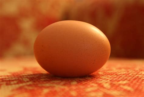 egg      rhode island reds   flickr