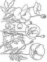 Coloring Poppy Pages Flower Flowers Recommended sketch template