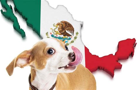 mexican pet food market growing  economic slump
