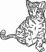 Coloring Pages Cat Wild Realistic Animal Big Cats Animals Drawing Real Ocelot Cheetah Easy Printable Wildcat Color Colouring Cute Getdrawings sketch template