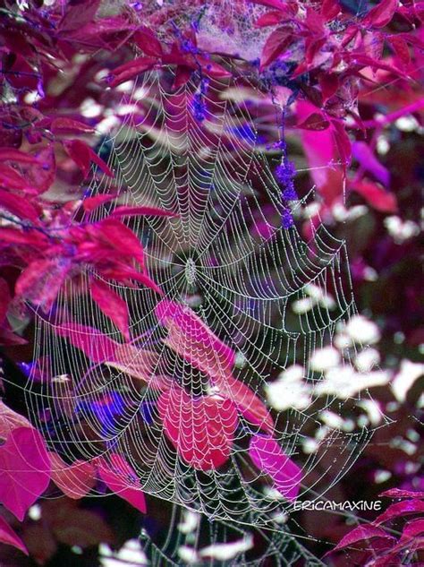 images  nature beautiful spider webs  pinterest