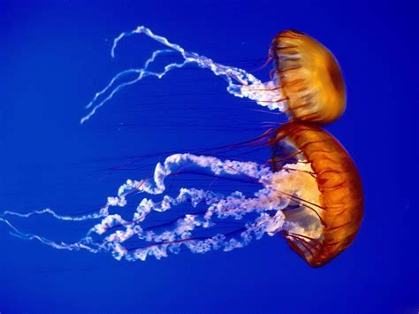 jellyfish  biggest animals kingdom