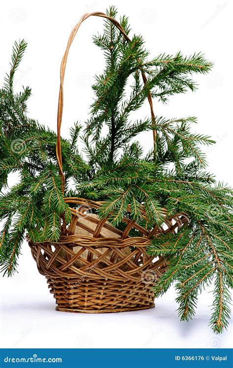 branch fir tree  basket stock photo image  needles