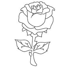 top   printable beautiful rose coloring pages  kids momjunction