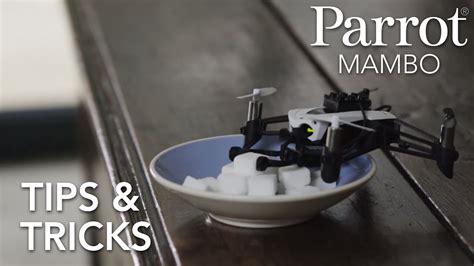 parrot minidrones mambo tutorial  tips tricks youtube