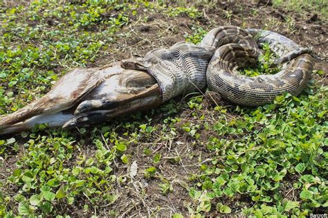 photos of a python swallowing an antelope whole as people