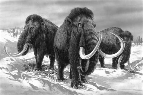 ende der eiszeit warum sind die mammuts ausgestorben kakadude