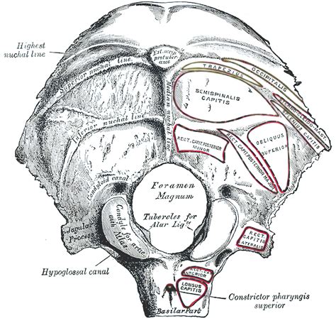 os occipitale ars neurochirurgica