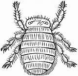 Louse Clipart Bee Etc Original Large sketch template