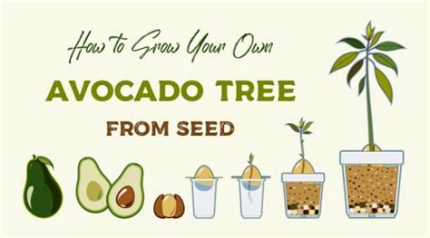 How To Grow An Avocado Tree From Seed With Pictures Smart Garden Guide