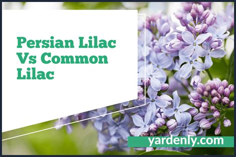 persian lilac  common lilac