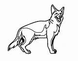 Shepherd German Coloring Pages Dog Puppy Australian Baby Printable Drawing Color Template Getdrawings Getcolorings Sheets Colorings Print sketch template