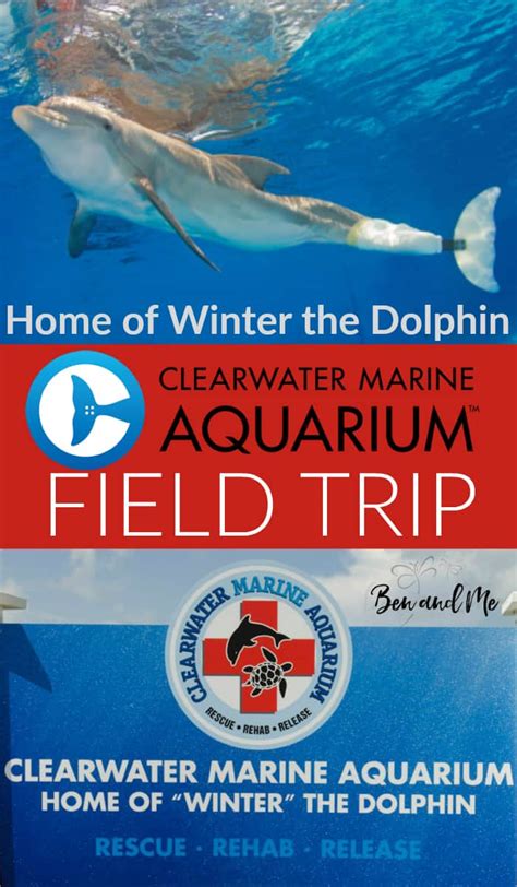 winter  dolphin  field trip   clearwater marine aquarium