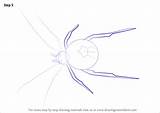 Step Redback Spider Draw Drawing Tutorials Drawingtutorials101 Arachnids sketch template
