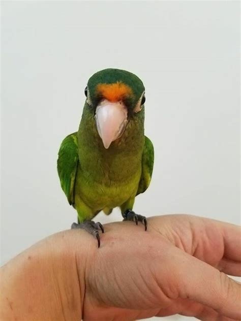 Half Moon Conure 131684 For Sale In Hazle Township Pa