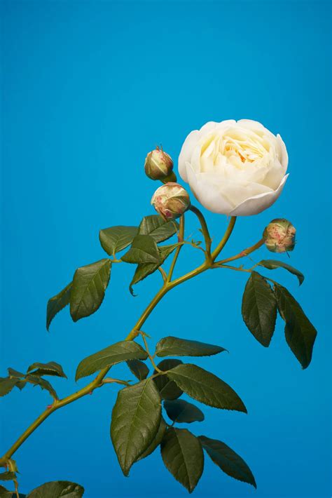 One Photographer’s Tribute To English Roses The New York Times ดอกไม้
