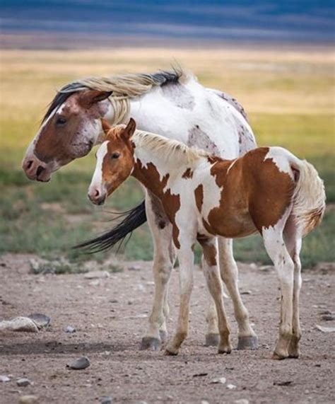 tobiano google search   horses pretty horses beautiful horses