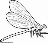 Dragonfly Clip Clipart Drawing Outline Line Insect Cliparts Coloring Firefly Pages Side Clipartpanda Transparent Collection Library Drawings Template Clipartmag Clipartix sketch template